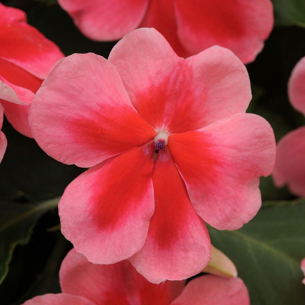 Impatiens walleriana Patchwork™ Pink Shades