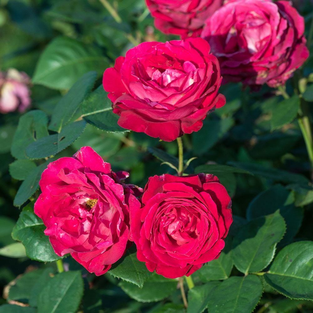 Rose Sweet Spirit White Flower Farm