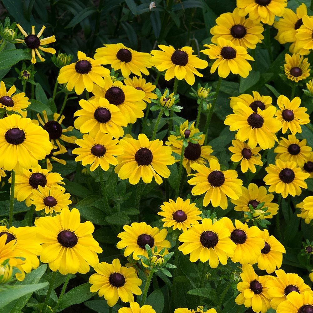 Rudbeckia hirta Toto® Lemon