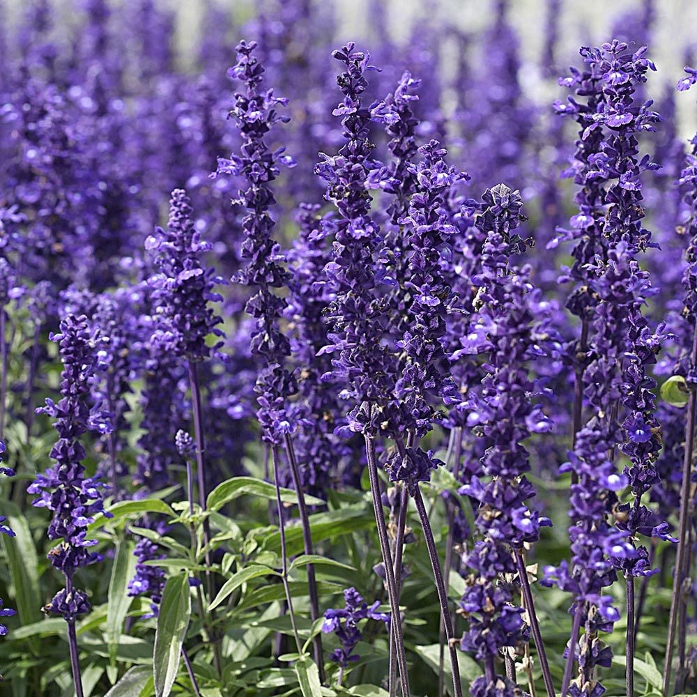 Salvia farinacea 'Victoria Blue'