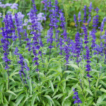  Salvia farinacea 'Victoria Blue'