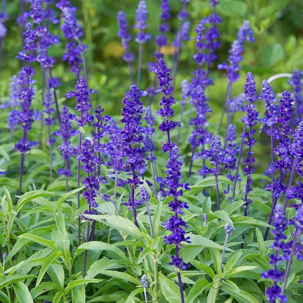 Salvia farinacea - Salvia azul, Salvia blanca