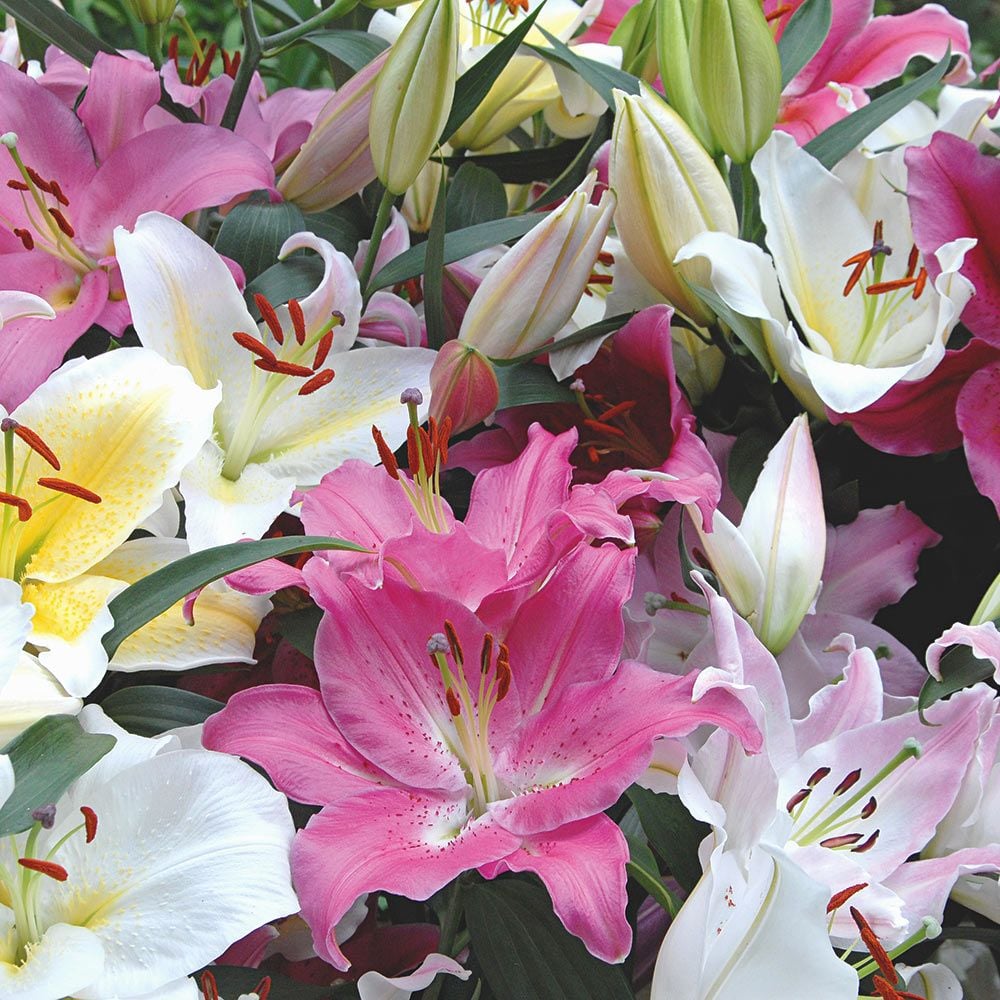 Oriental Lilium Mix - The Perfumed Garden | White Flower Farm