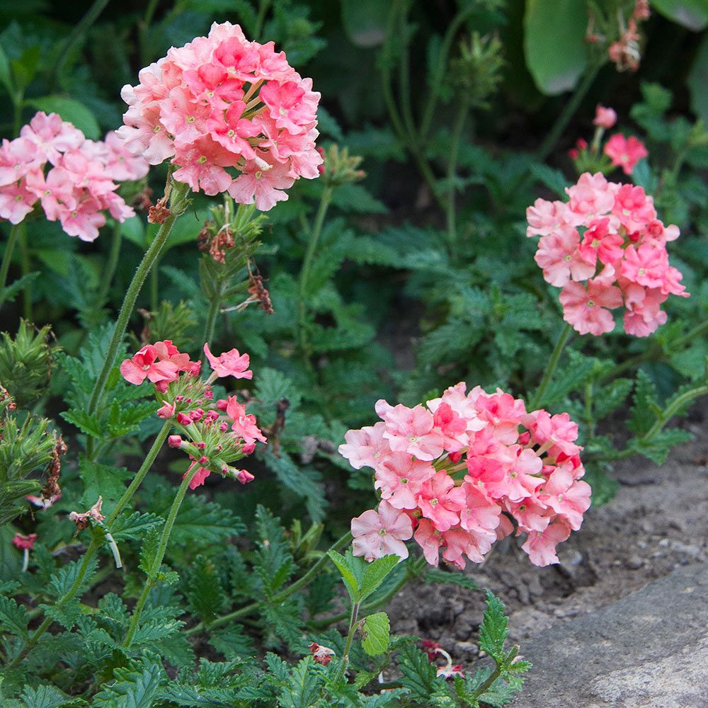 Verbena Empress® Flair Peach White Flower Farm