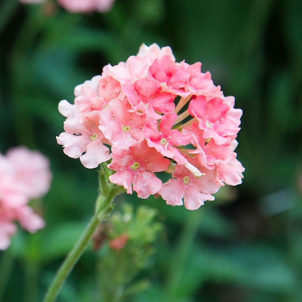 Verbena Empress® Flair Peach