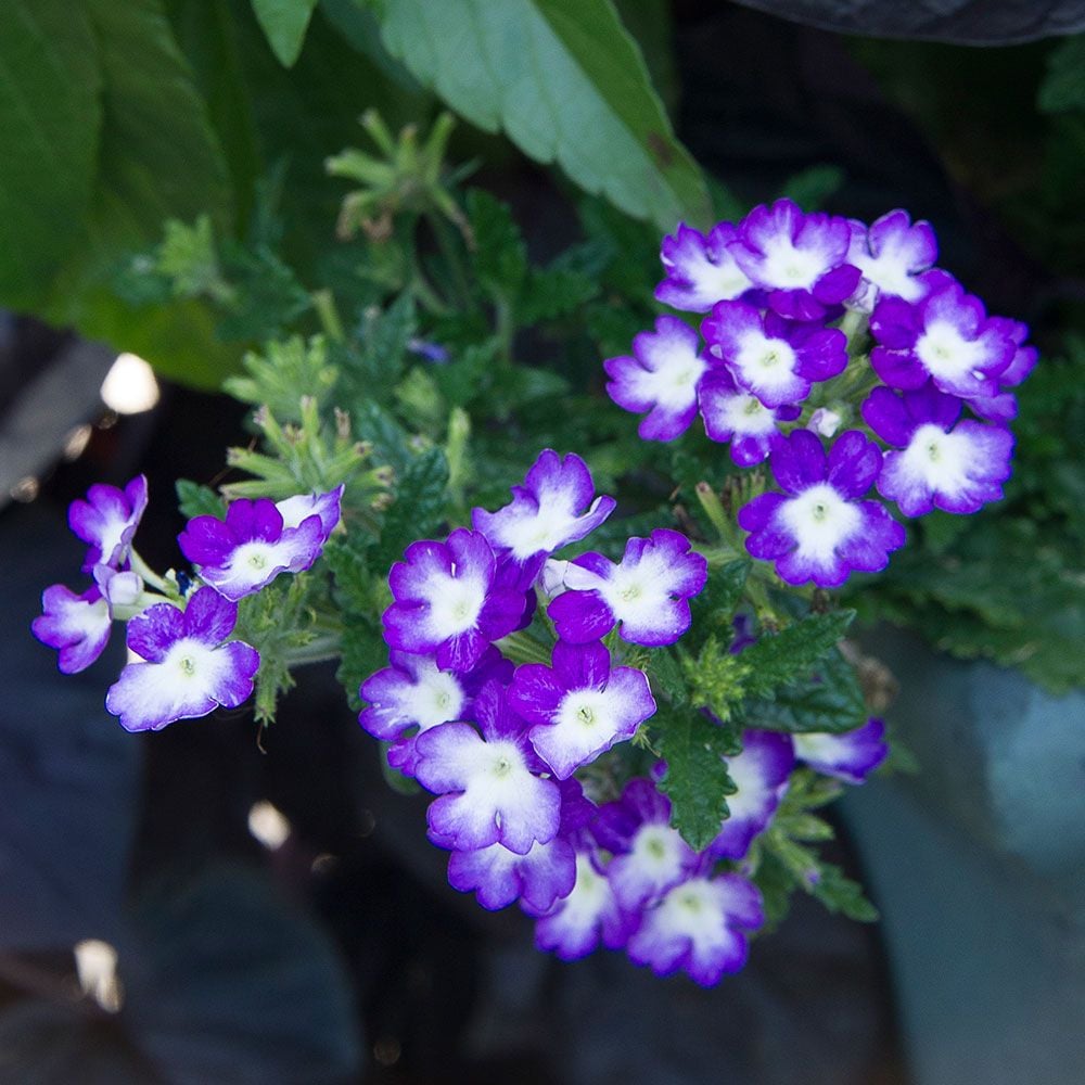 Verbena Wicked® Purple White Flower Farm