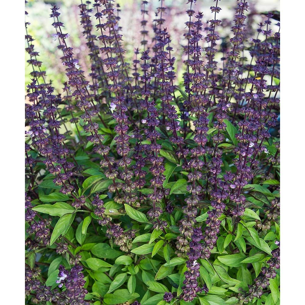 Savory & Sweet Herb Collection White Flower Farm