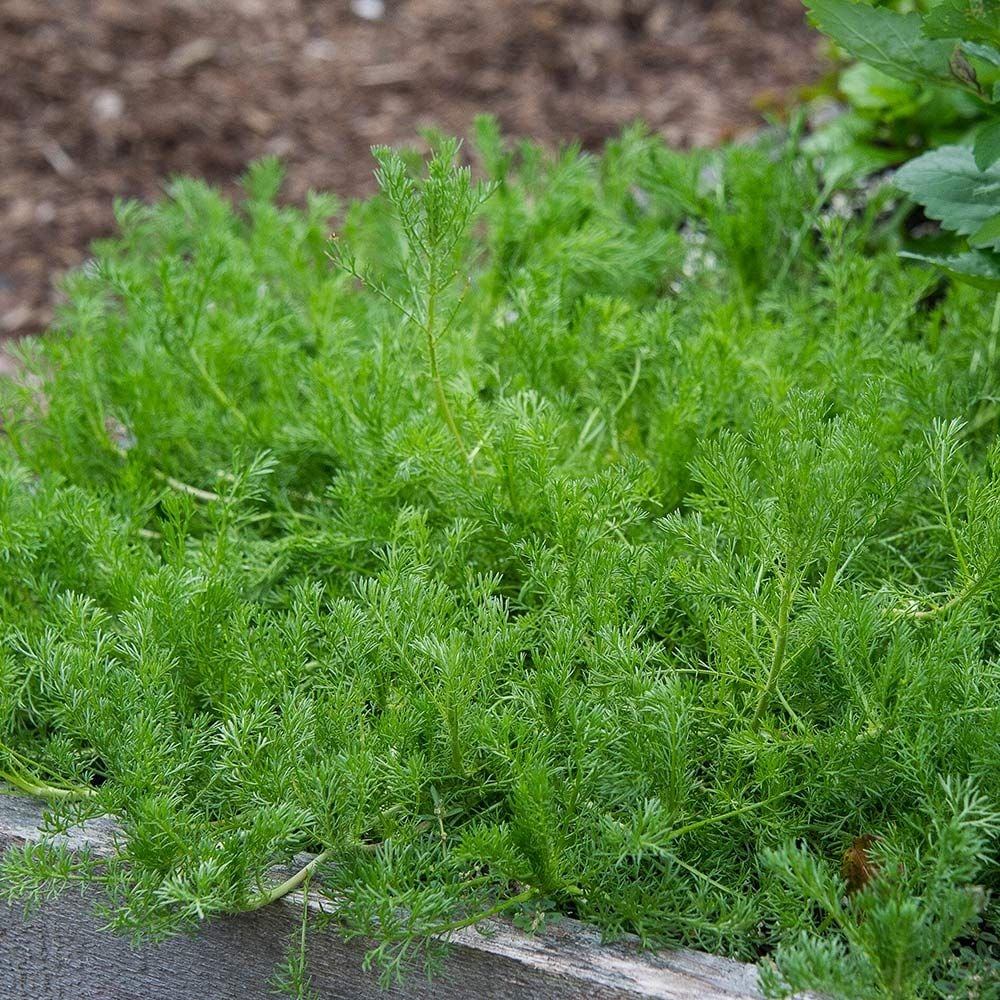 Roman Chamomile Chamaemelum Nobile White Flower Farm