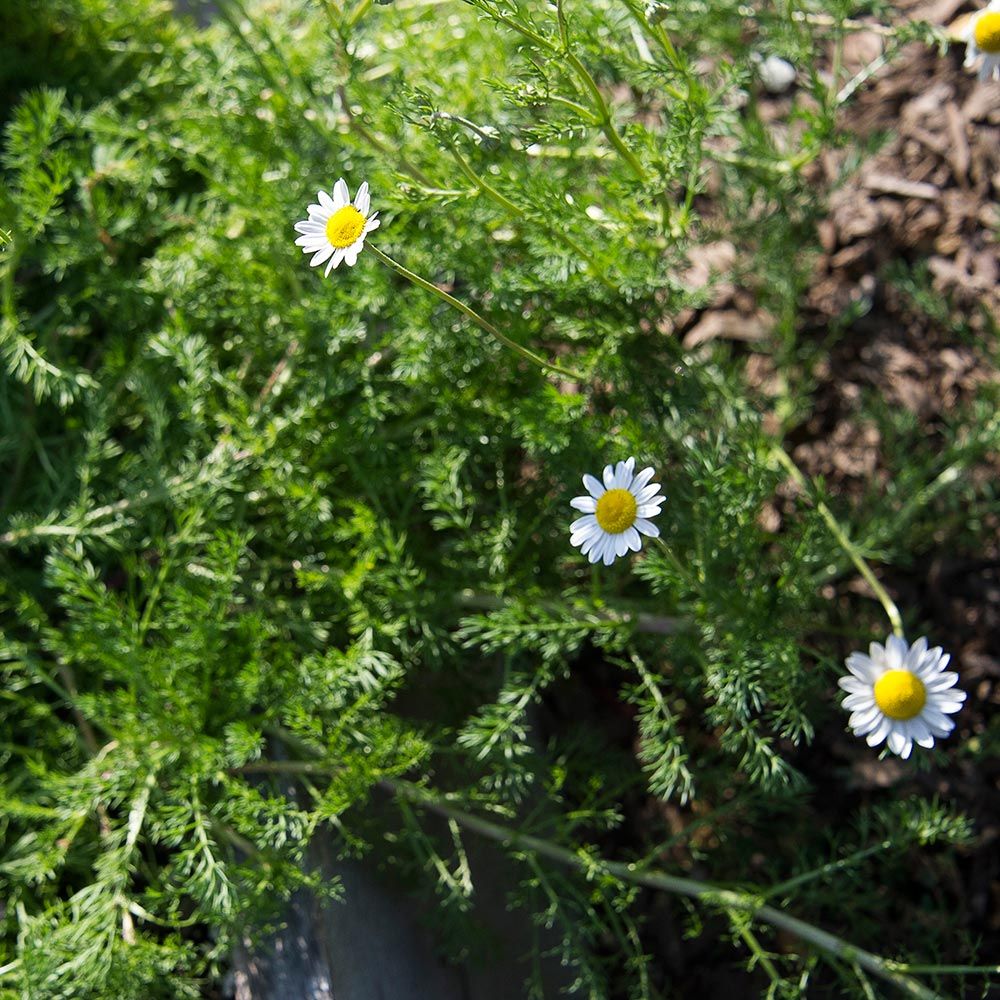 Roman Chamomile Chamaemelum Nobile White Flower Farm