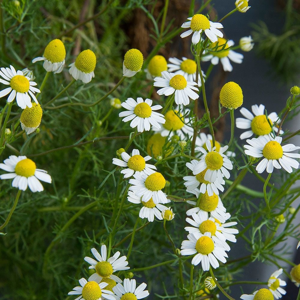 German Chamomile (Matricaria recutita) White Flower Farm