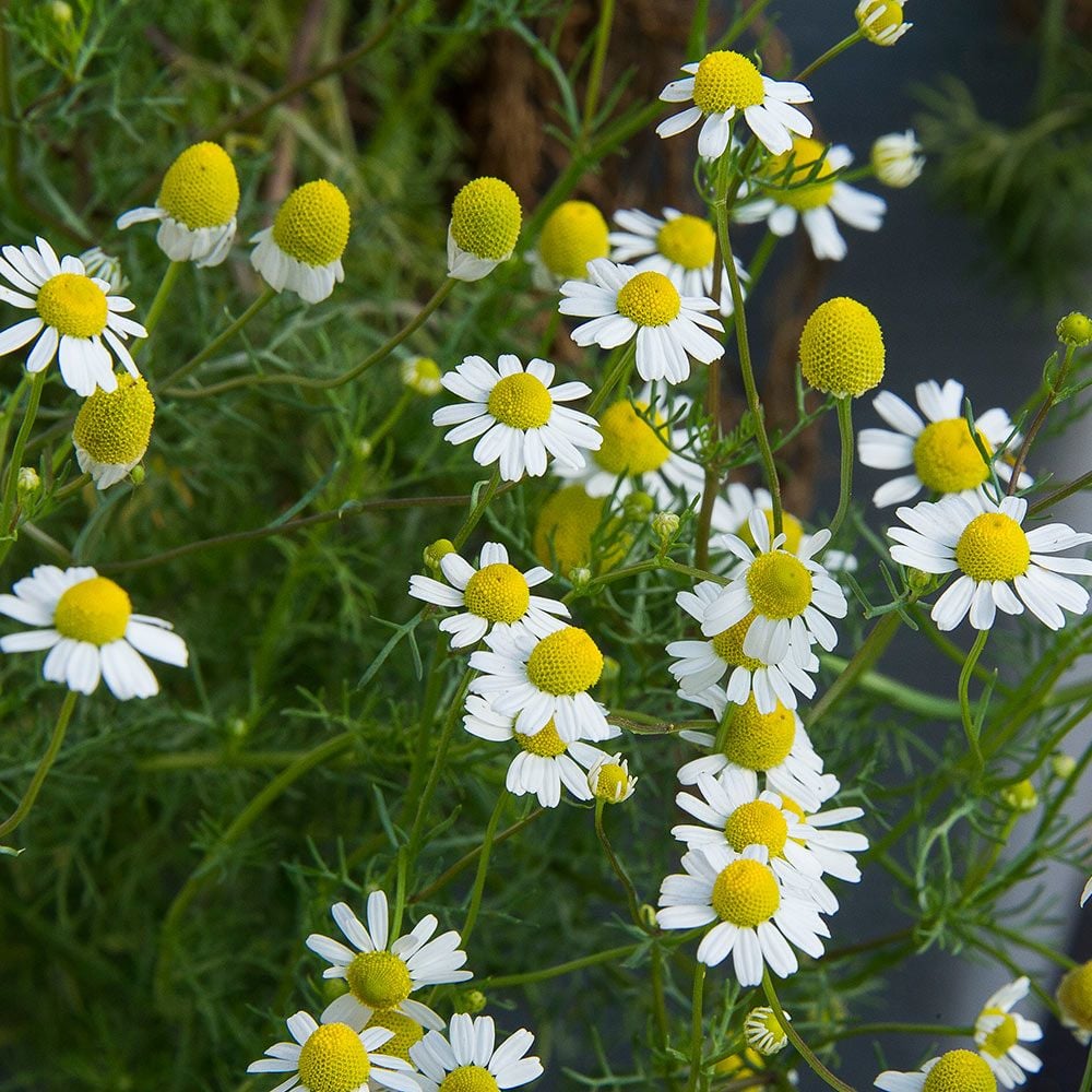 German Chamomile (Matricaria recutita)