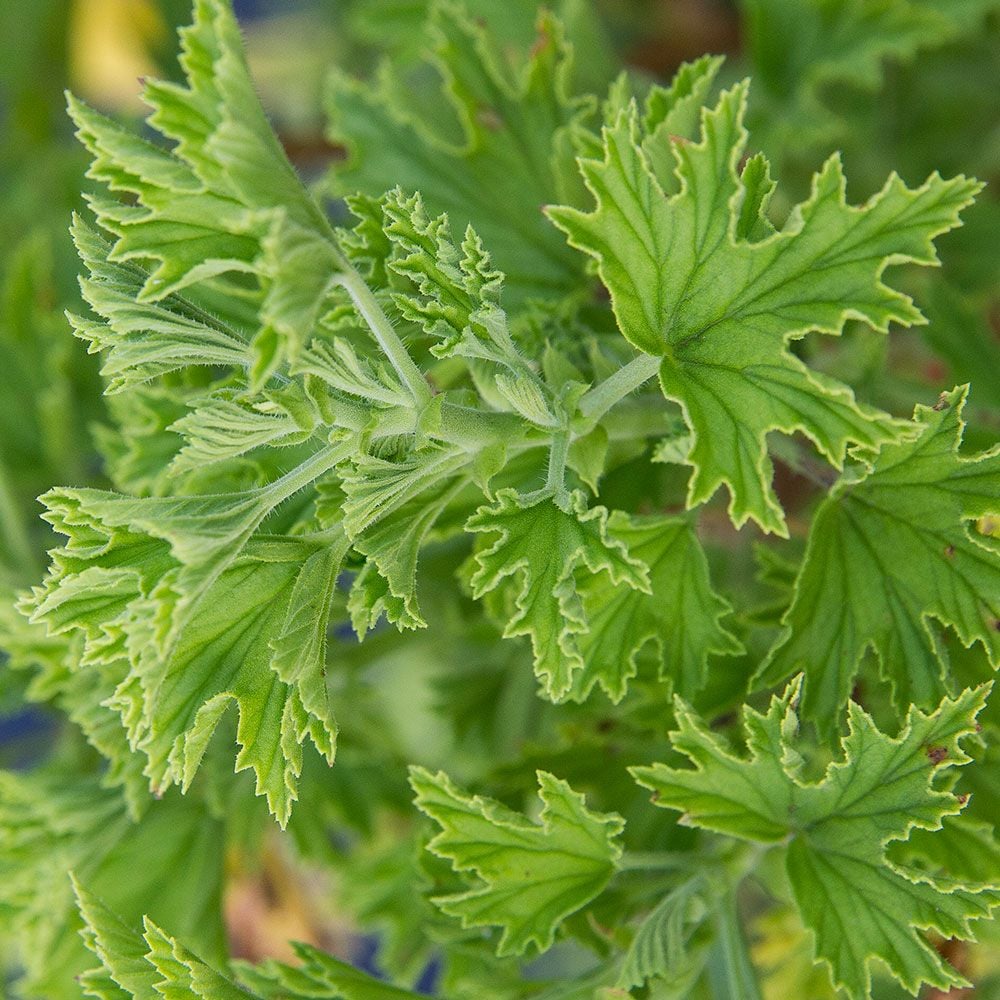 Pelargonium 'Citronella'