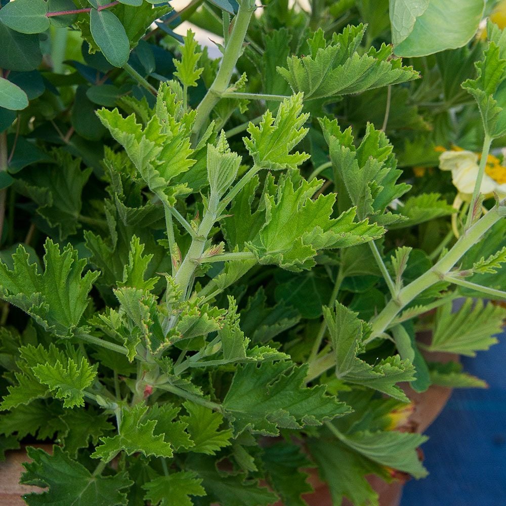 Pelargonium 'Citronella' White Flower Farm