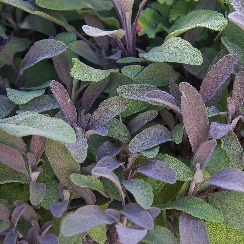 Purple Sage White Flower Farm