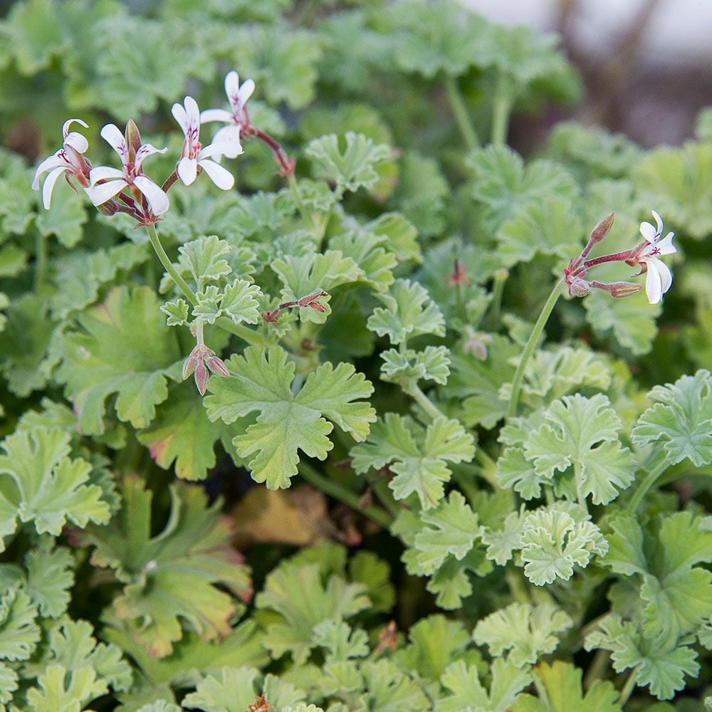Pelargonium Apple Scented White Flower Farm