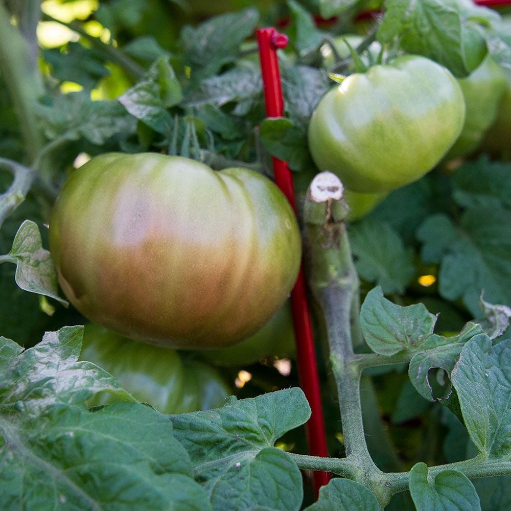 Tomato 'Purple Reign'