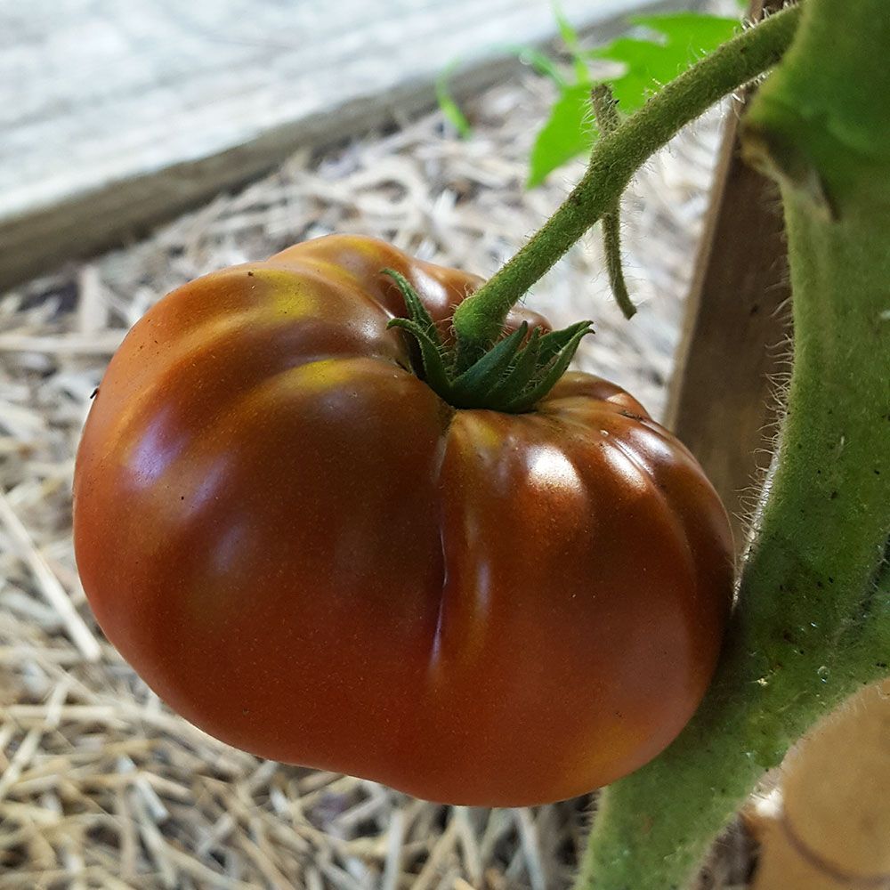 Tomato 'Tasmanian Chocolate'