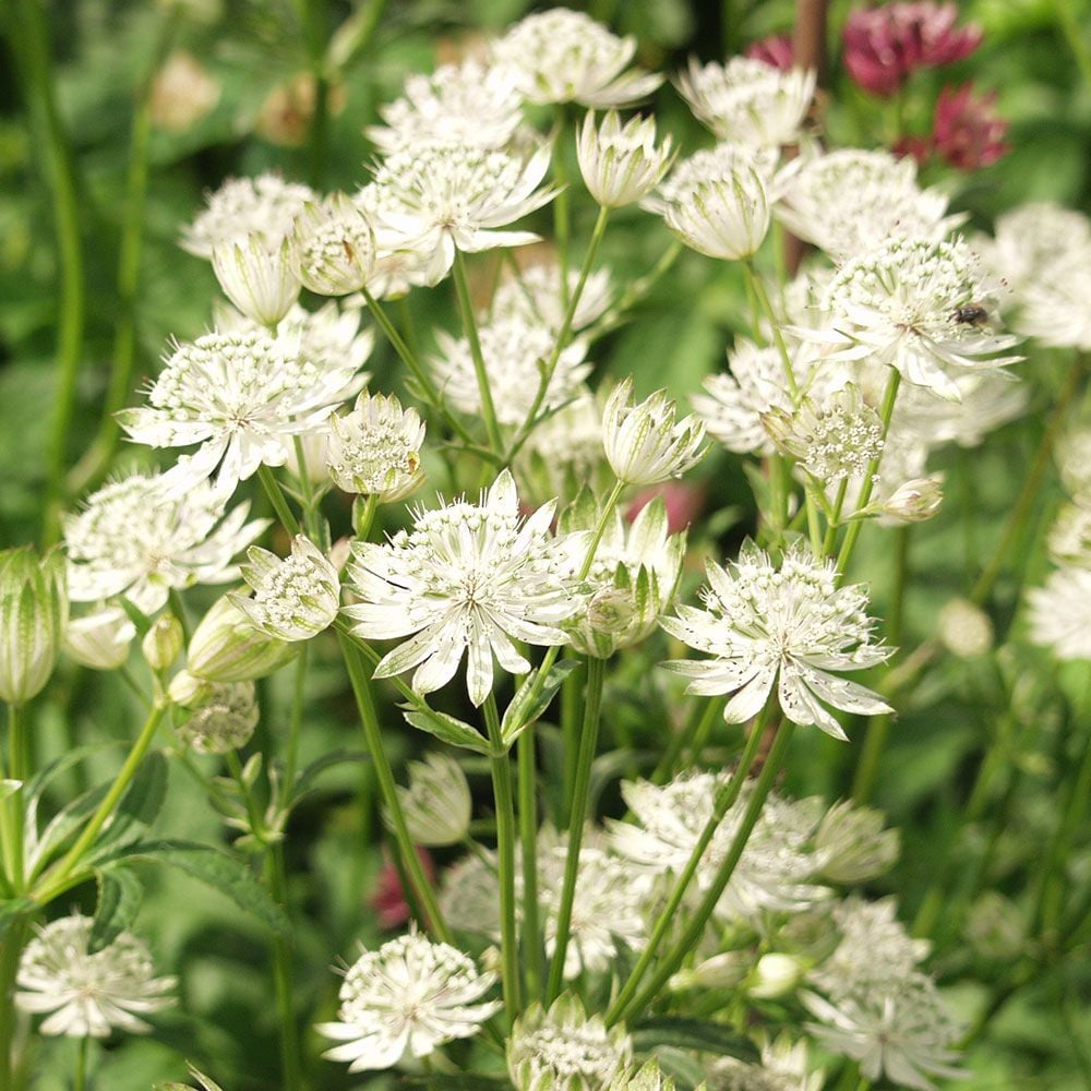 Astrantia major 'White Giant'