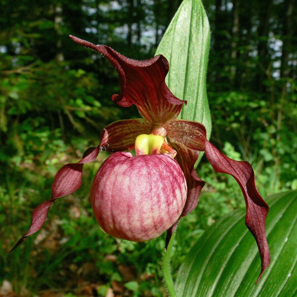 Cypripedium Anna