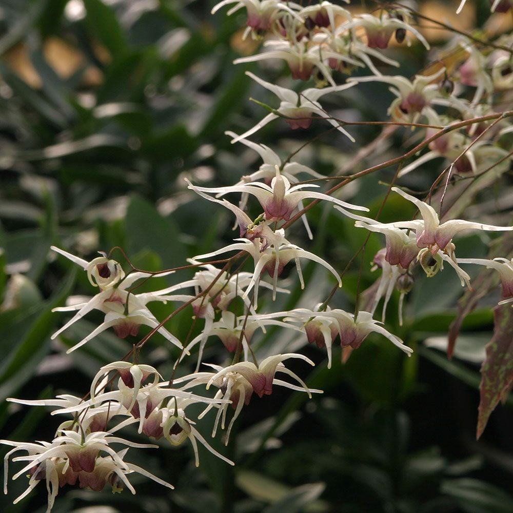 Epimedium 'Domino'