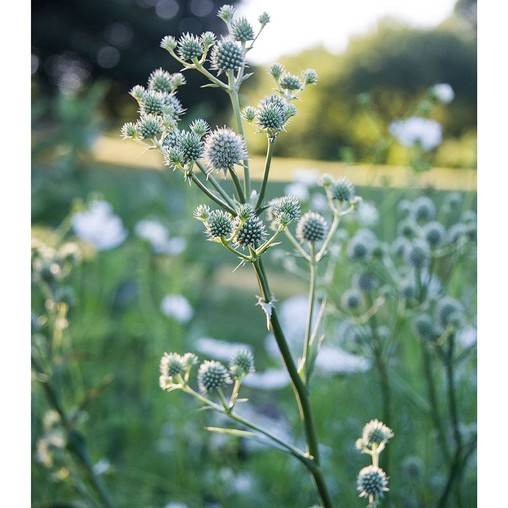 Eryngium yuccifolium White Flower Farm