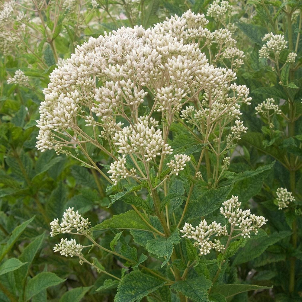 Eupatorium maculatum 'Snowball'