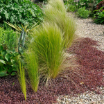  Ornamental Grass: Nassella tenuissima