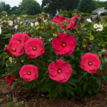  Hibiscus 'Summer in Paradise'