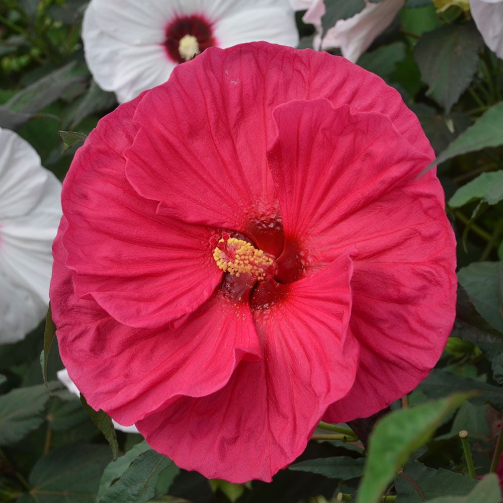 Hibiscus 'Summer in Paradise' White Flower Farm