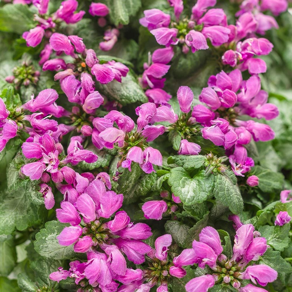 Lamium maculatum Purple Chablis™