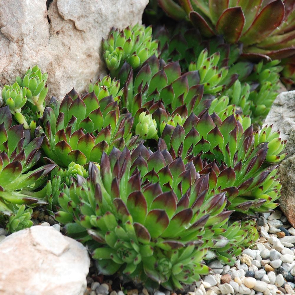 Sempervivum Chick Charms Appletini | White Flower Farm