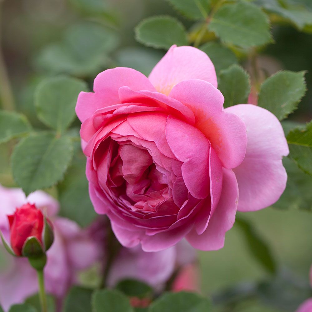 Rose Princess Alexandra of Kent White Flower Farm