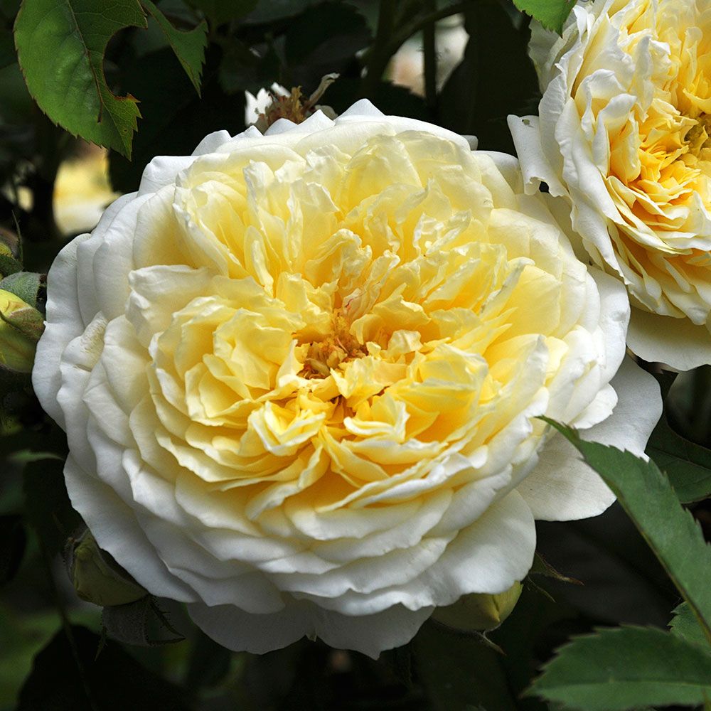 Rose The Pilgrim® | White Flower Farm