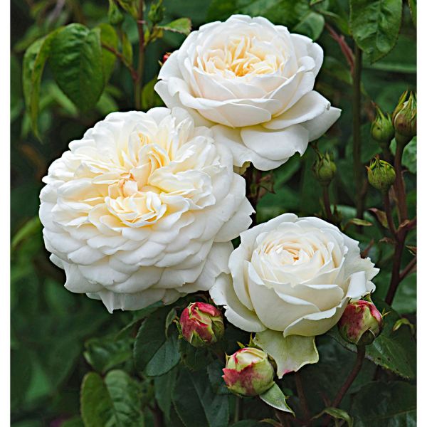 Rose Tranquility White Flower Farm