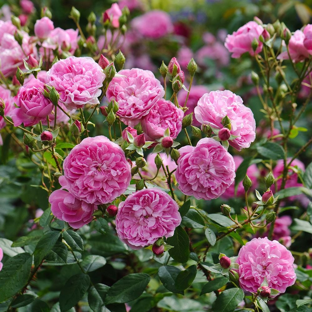 Harlow Carr, English Shrub Rose