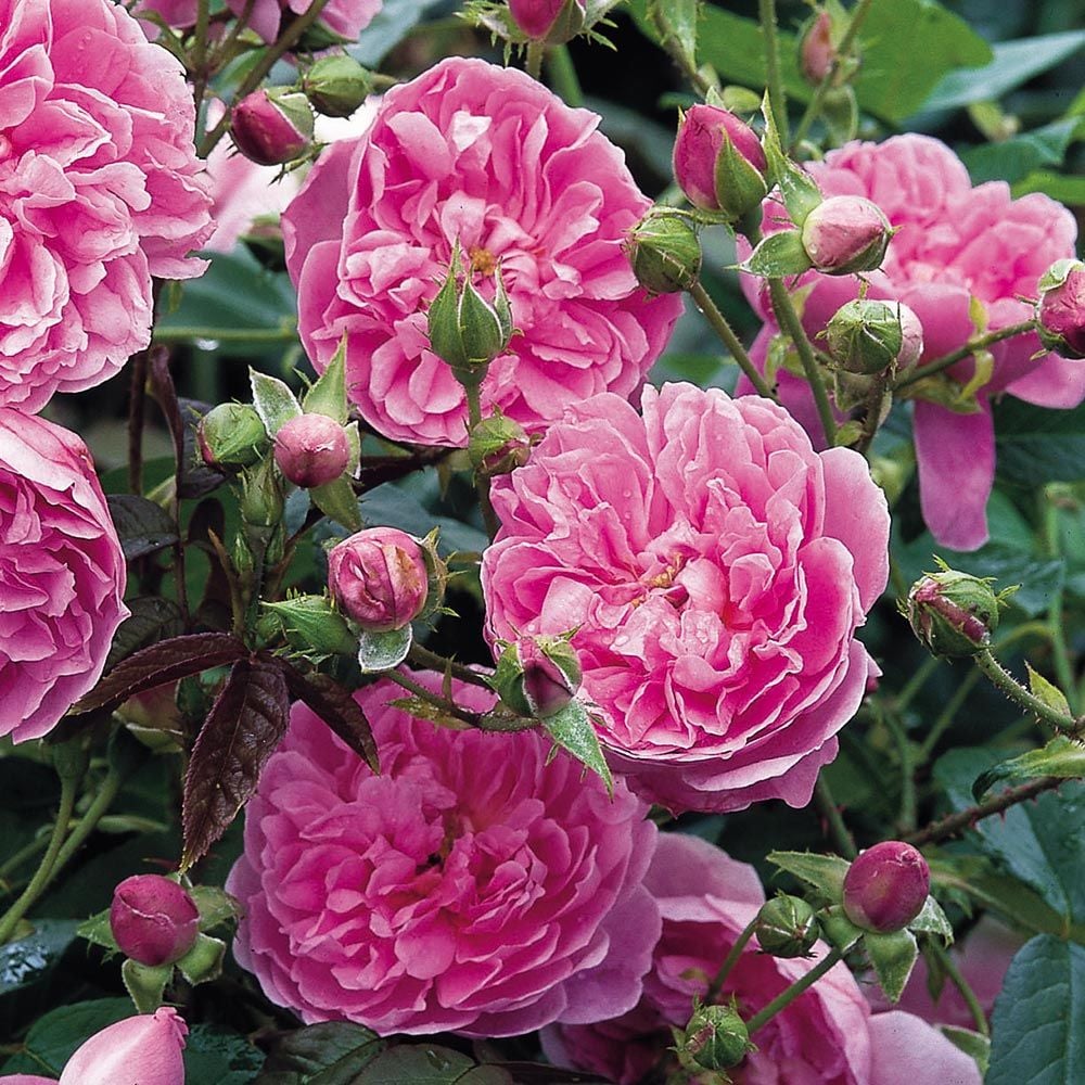 Rose Harlow Carr® White Flower Farm