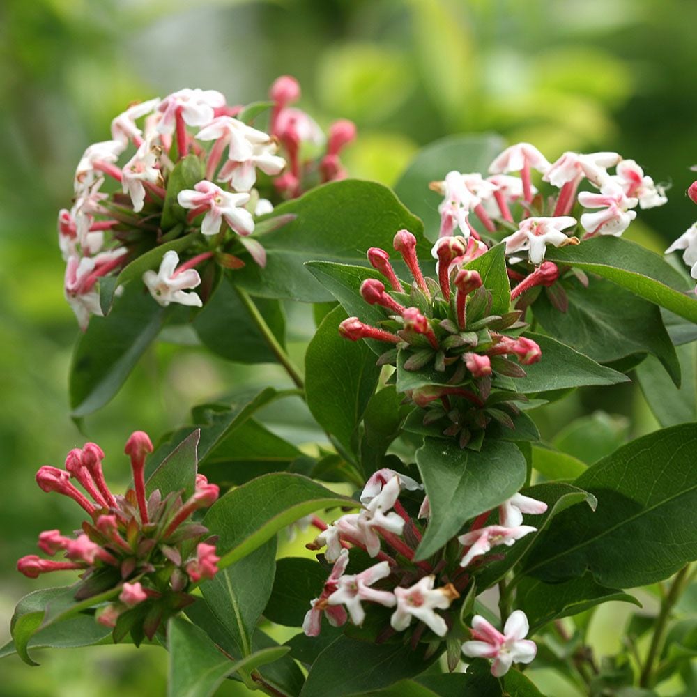 Abelia mosanensis Sweet Emotion® | White Flower Farm