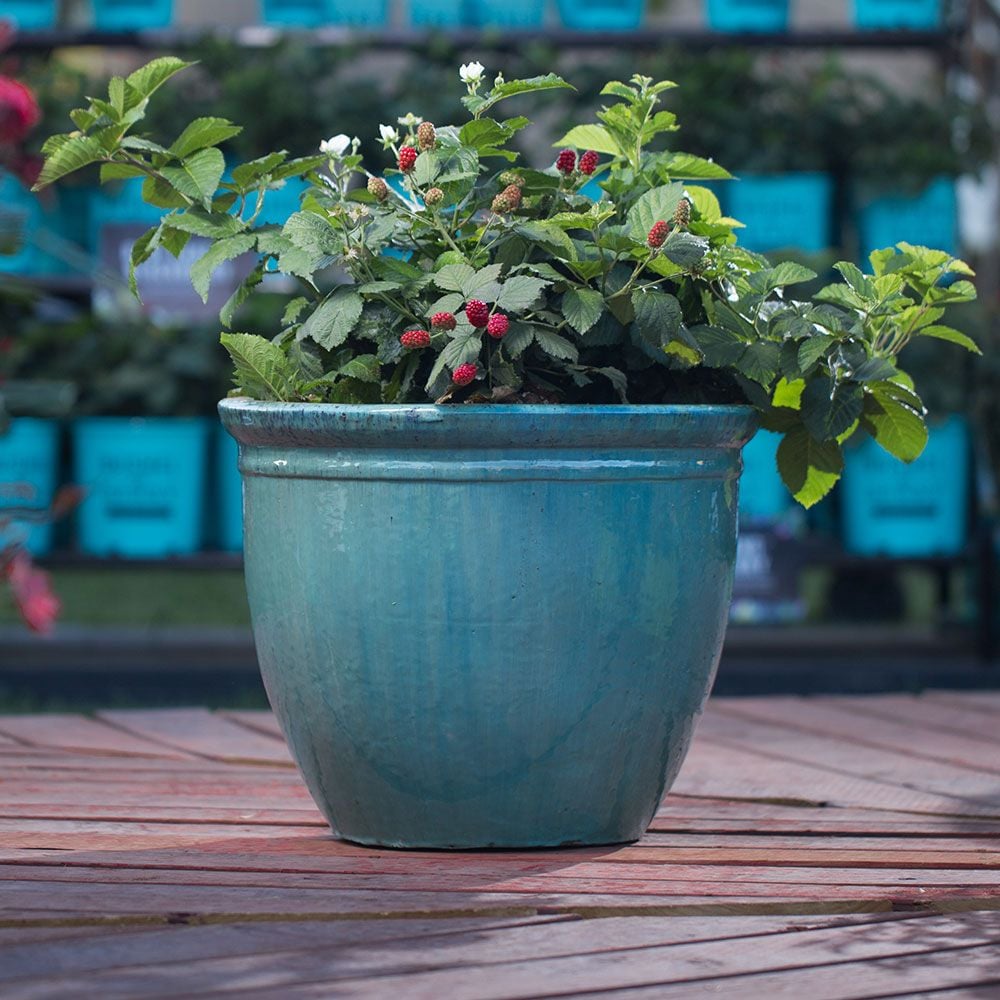 Bushel Berry Baby Cakes White Flower Farm