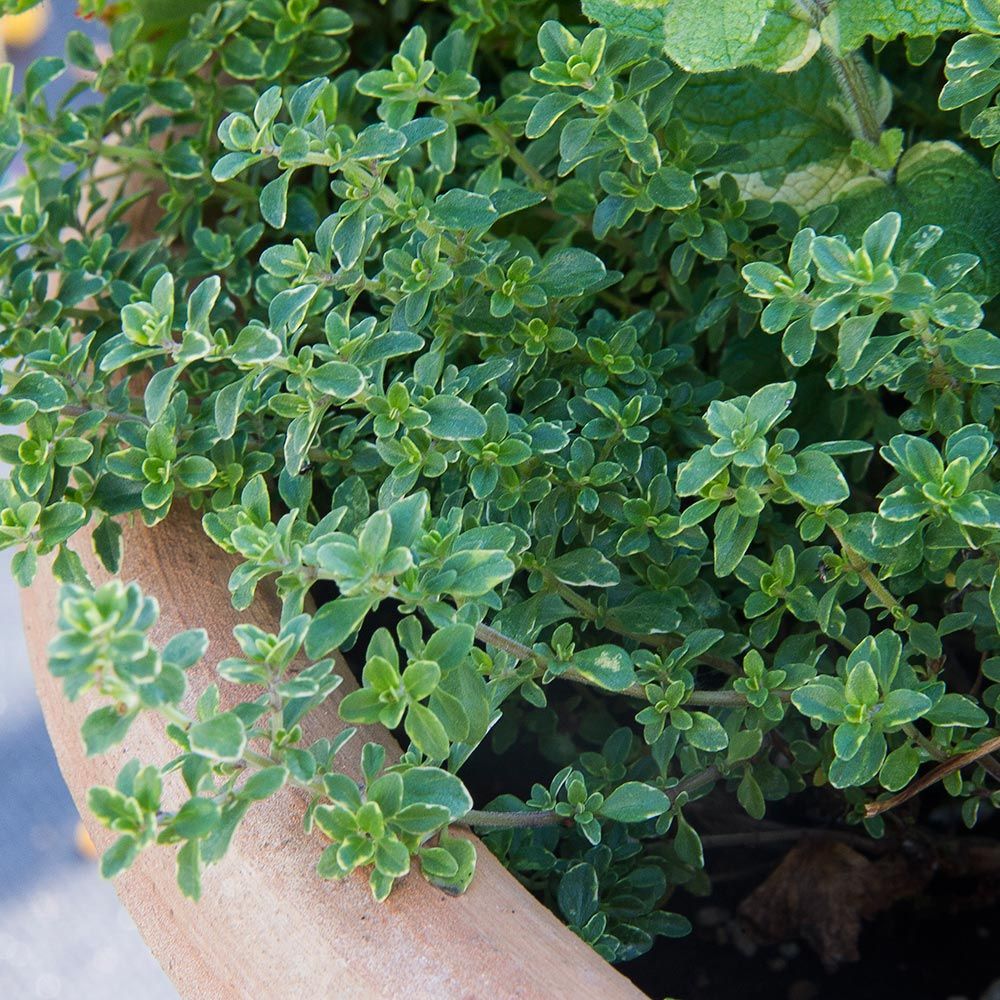 Lemon Thyme White Flower Farm