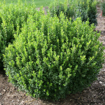  Buxus microphylla Sprinter®