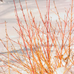  Cornus sanguinea Arctic Sun®