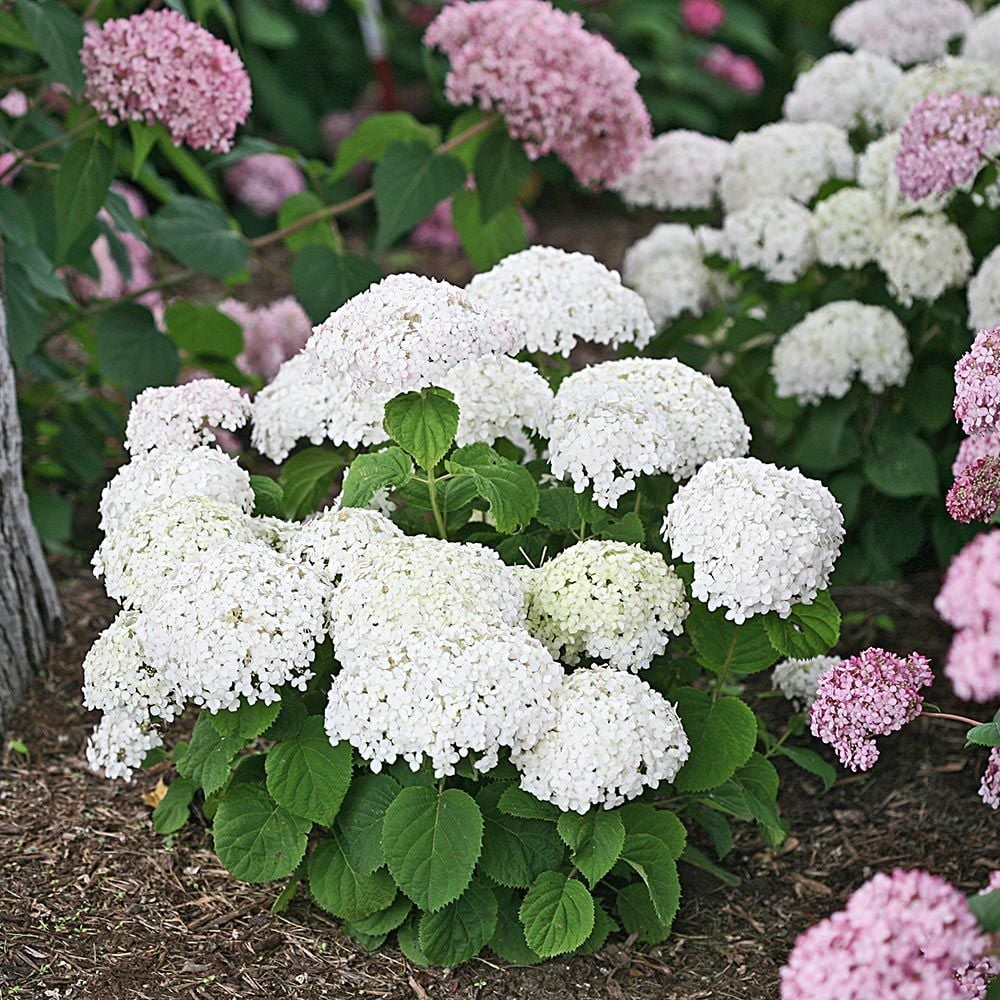 Image of Wee White Hydrangea in a wedding bouquet