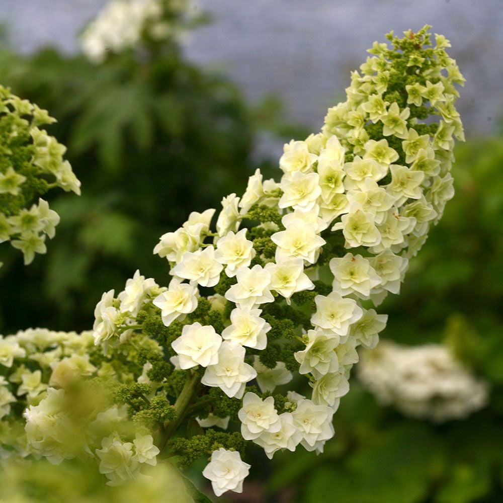 Hydrangea quercifolia Gatsby Star®