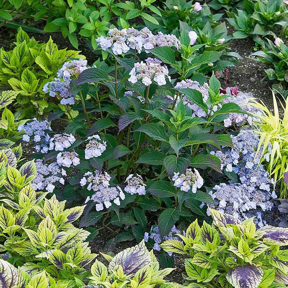 Hydrangea serrata Tiny Tuff Stuff™ - 1 quart pot