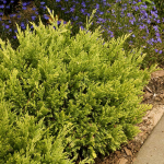  Juniperus horizontalis Good Vibrations® Gold