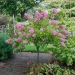  Hydrangea paniculata Vanilla Strawberry™ Tree Form