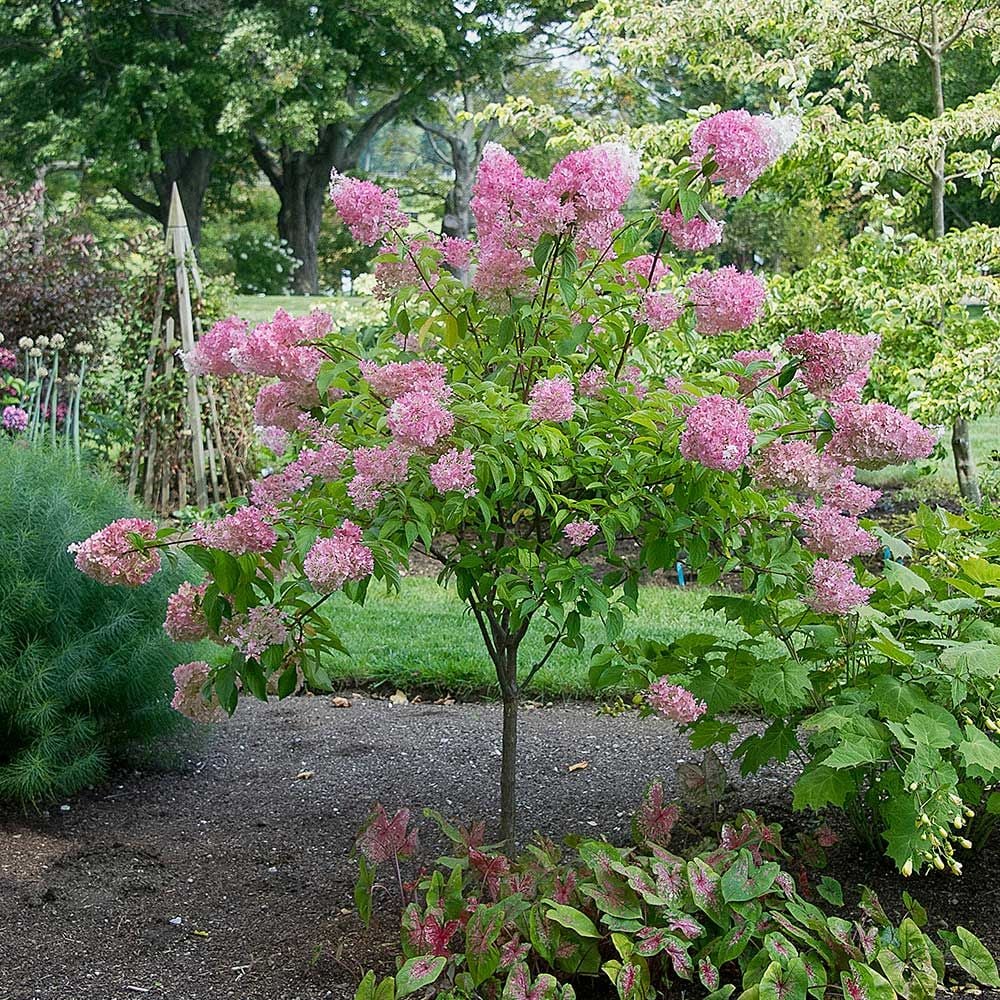 Hydrangea paniculata Vanilla Strawberry™ | White Flower Farm