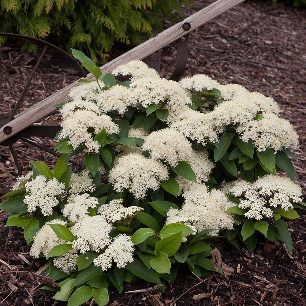 Viburnum cassinoides Lil' Ditty®