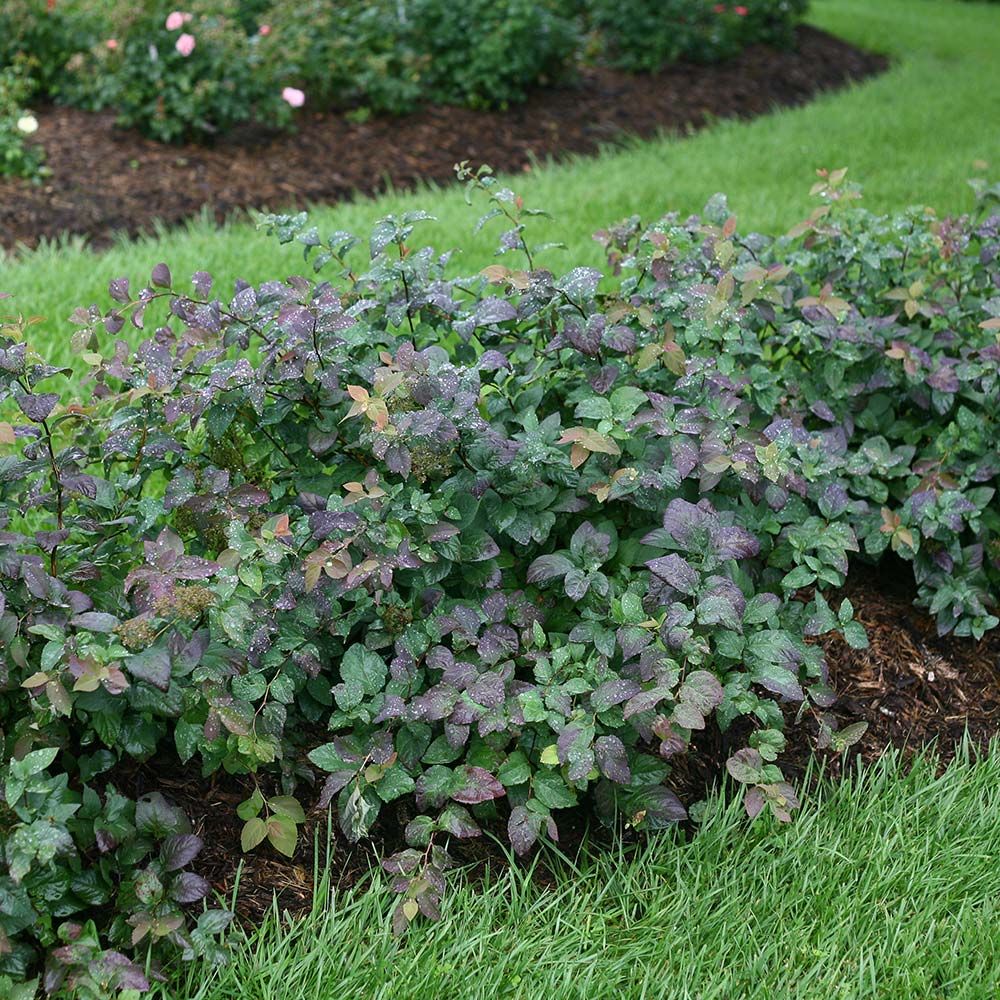 Spiraea japonica Double Play® Blue Kazoo® White Flower Farm