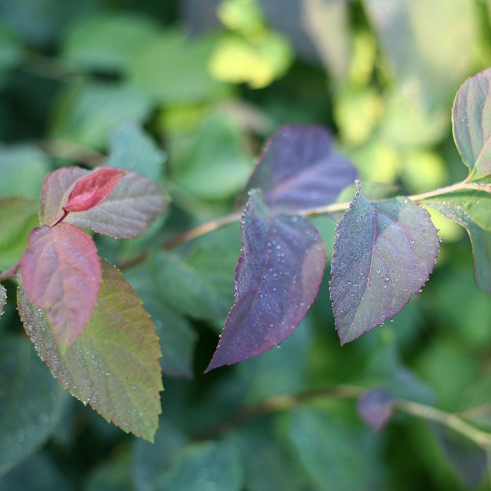 Spiraea japonica Double Play® Blue Kazoo® White Flower Farm
